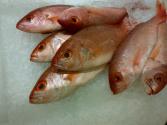 Health Effects OF Eating Rotten Fish